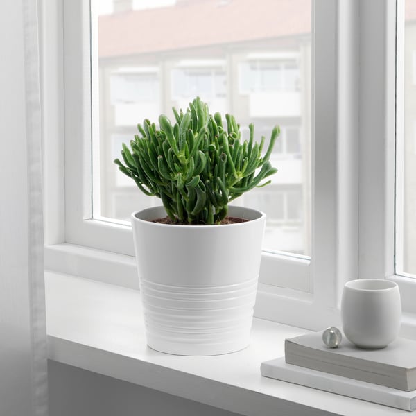 SUCCULENT Biljka u saksiji, raznovrsno, 15 cm