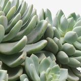 SUCCULENT Biljka u saksiji, raznovrsno, 15 cm