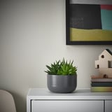 SUCCULENT Biljka u saksiji, Sukulent raznobojno, 14 cm