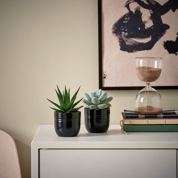 SUCCULENT Biljka u saksiji, Sukulent raznovrsno/crna, 6 cm