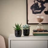 SUCCULENT Biljka u saksiji, Sukulent raznovrsno/crna, 6 cm