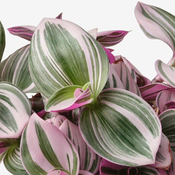 TRADESCANTIA Biljka u saksiji, sobna puzavica lila, 12 cm