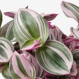TRADESCANTIA Biljka u saksiji, sobna puzavica lila, 12 cm