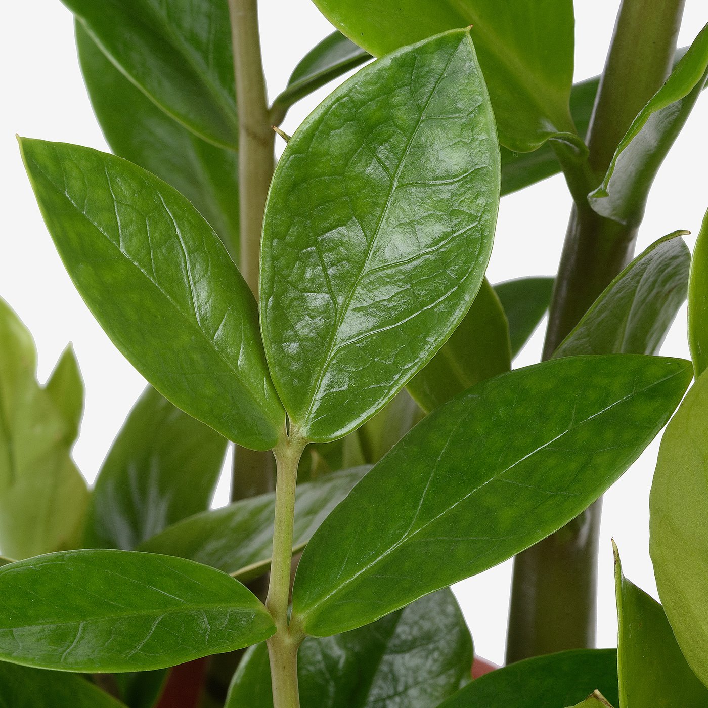 ZAMIOCULCAS Zasađena biljka, palma zamija, 17 cm