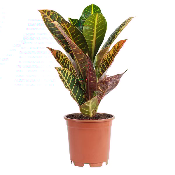 CODIAEUM زرع في وعاء, حَب الملوك., 12 سم