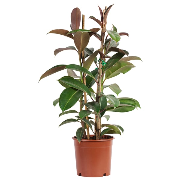 FICUS ELASTICA زرع في وعاء, نبات المطاط. متعددة, 21 سم