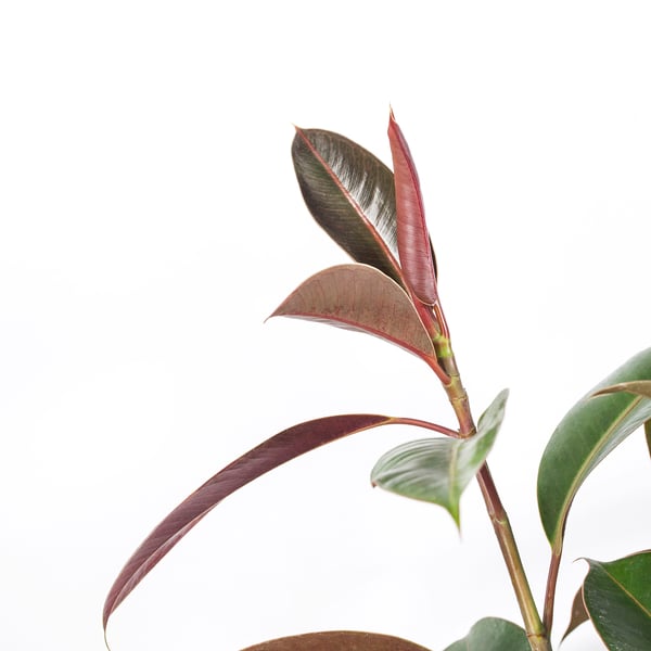 FICUS ELASTICA زرع في وعاء, نبات المطاط. متعددة, 21 سم