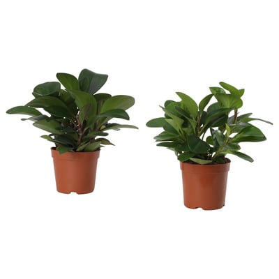 PEPEROMIA زرع في وعاء, بيبيروميا متعددة, 12 سم