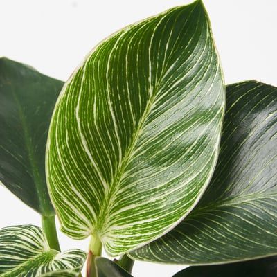 PHILODENDRON WHITE WAVE زرع في وعاء, فيلوديندرون, 12 سم