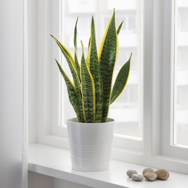 SANSEVIERIA TRIFASCIATA زرع في وعاء, موذر-ان لوس تانك, 14 سم
