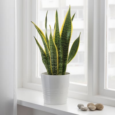 SANSEVIERIA TRIFASCIATA زرع في وعاء, موذر-ان لوس تانك, 14 سم