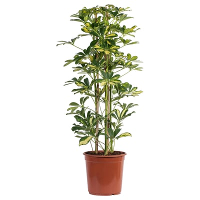 SCHEFFLERA ARBORICOLA زرع في وعاء, Umbrella tree, 19 سم