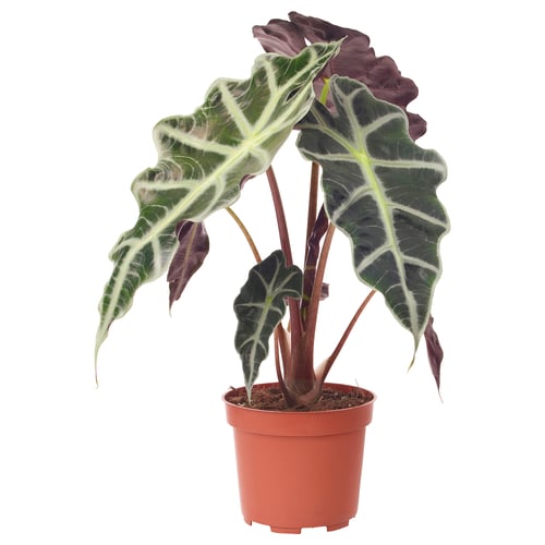 Potted plant ALOCASIA, large green leaves with white veins, red pot.