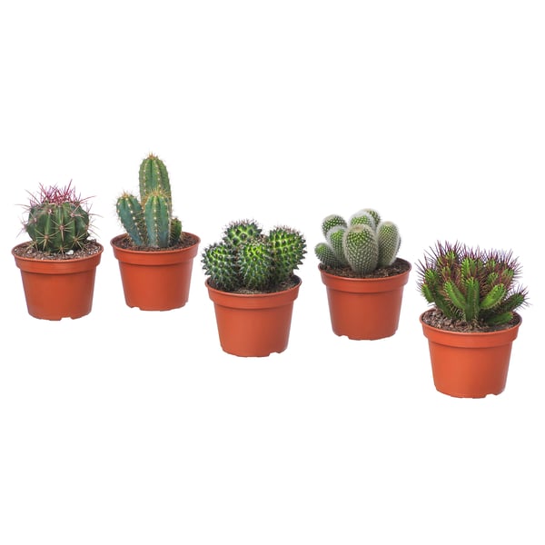 Cactaceae زرع في وعاء متعددة 15 سم Ikea