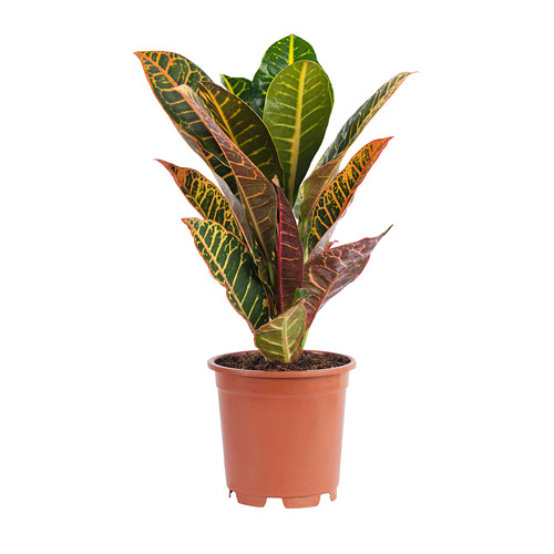 CODIAEUM Potted plant IKEA