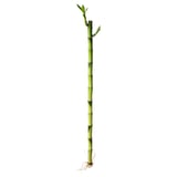 DRACAENA Plant, Lucky bamboo, 45 cm