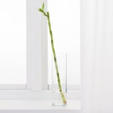 DRACAENA Plant, Lucky bamboo, 45 cm
