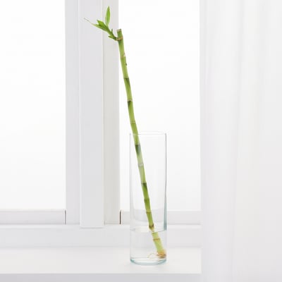 DRACAENA Plant, Lucky bamboo, 45 cm