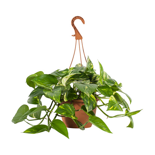 EPIPREMNUM Potted plant IKEA