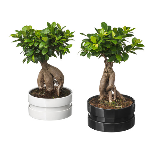 FICUS MICROCARPA GINSENG Potted plant with pot IKEA