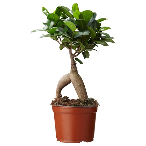 Potted FICUS with glossy green leaves and twisted trunk.