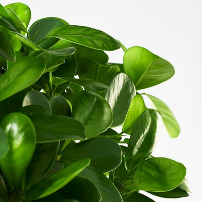 FICUS Potted plant, bonsai, 14 cm