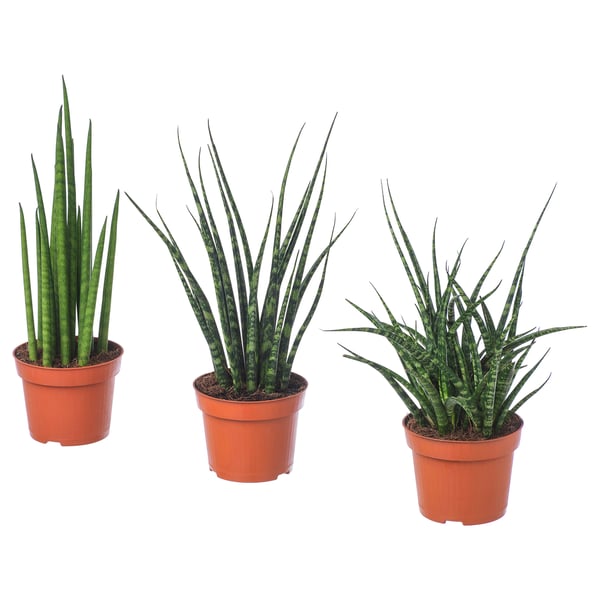 sansevieria زرع في وعاء متعددة 12 سم ikea