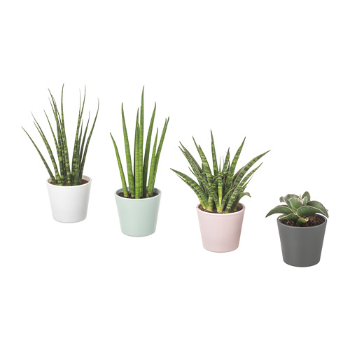 SANSEVIERIA Potted plant with pot IKEA