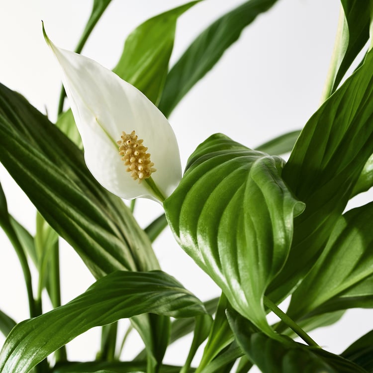 SPATHIPHYLLUM potted plant, Peace lily, 12 cm IKEA