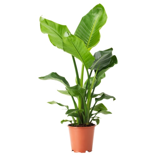 Orange-potted STRELITZIA with large green leaves.