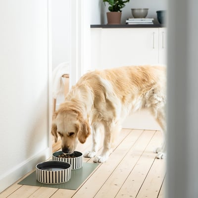 Golden retriever eating from a green UTSÅDD bowl on wooden floor, near white cabinet with plant.