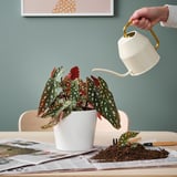Watering BEGONIA MACULATA on table.
