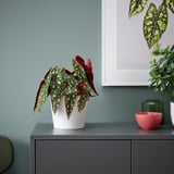 White-potted BEGONIA MACULATA with vibrant leaves