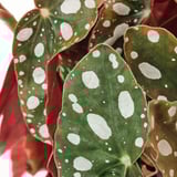 Close-up of vibrant green leaves with white spots and red edges, healthy BEGONIA MACULATA plant.