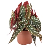 Potted BEGONIA MACULATA with white-speckled green leaves and red accents.