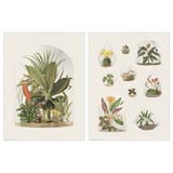 Two posters show various plants in terrariums, detailed and colorful.