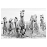 Black and white six galloping horses running through shallow water.