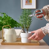 Person trims potted plant with small scissors on wooden tray, next to white watering can.