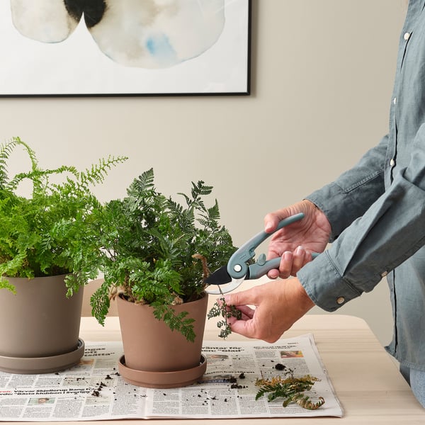 Person trims potted plant using BRYTBÖNA secateurs on newspaper-covered table.