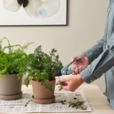 Person trims potted plant using BRYTBÖNA secateurs on newspaper-covered table.