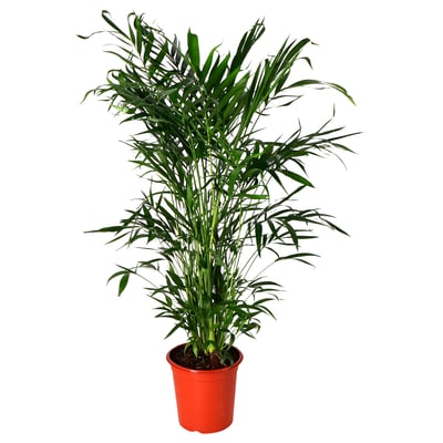 CHAMAEDOREA ELEGANS Potted plant, Parlour palm, 110 cm