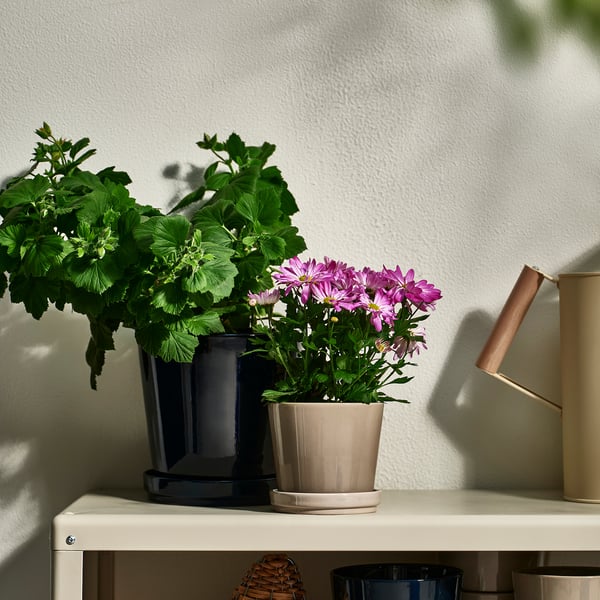 Two potted plants on shelf: one grey with green leaves, one beige with purple flowers.