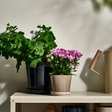 Two potted plants on shelf: one grey with green leaves, one beige with purple flowers.