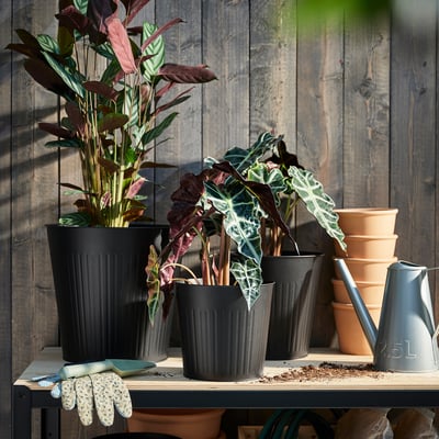 Potted plants in black steel pots with green leaves, gloves, and watering can on wooden shelf, behind terracotta pots.