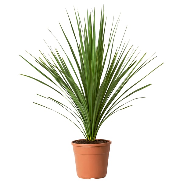 Brown-potted cordyline