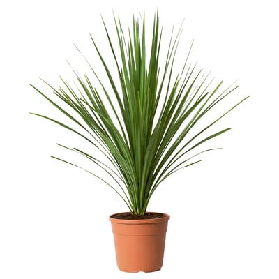 Brown-potted cordyline