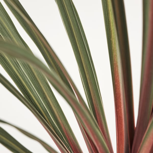Vibrant green-lined cordyline leaves, healthy and vivid, glowing against white background.