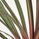Vibrant green-lined cordyline leaves, healthy and vivid, glowing against white background.
