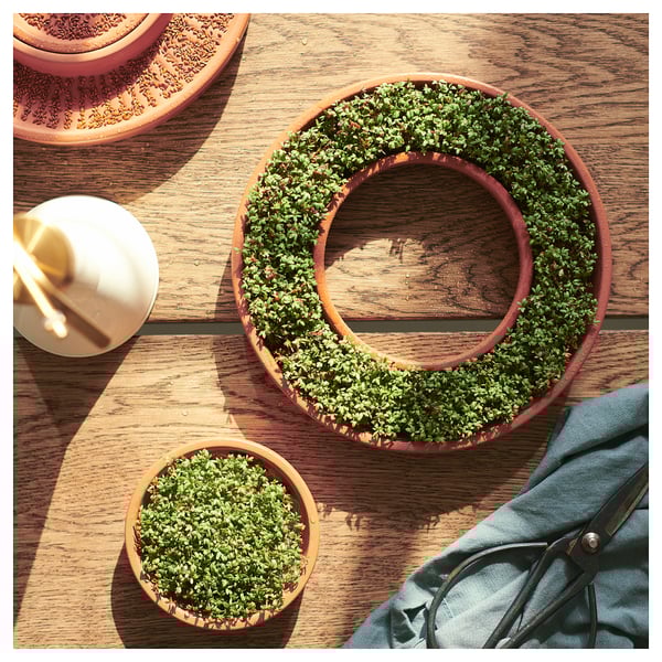 Three terracotta sprout dishes on a wooden table. One circular dish holds dense green plants, demonstrating absorption capabilities.