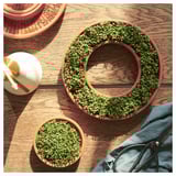 Three terracotta sprout dishes on a wooden table. One circular dish holds dense green plants, demonstrating absorption capabilities.